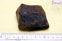 藏品(鯨魚肋骨)的圖片